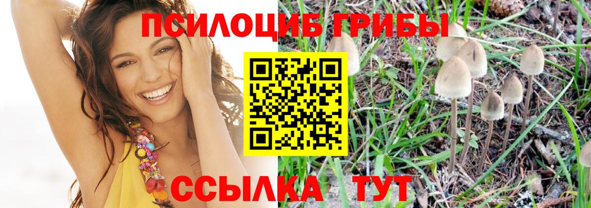 Галлюциногенные грибы Cubensis Камышлов